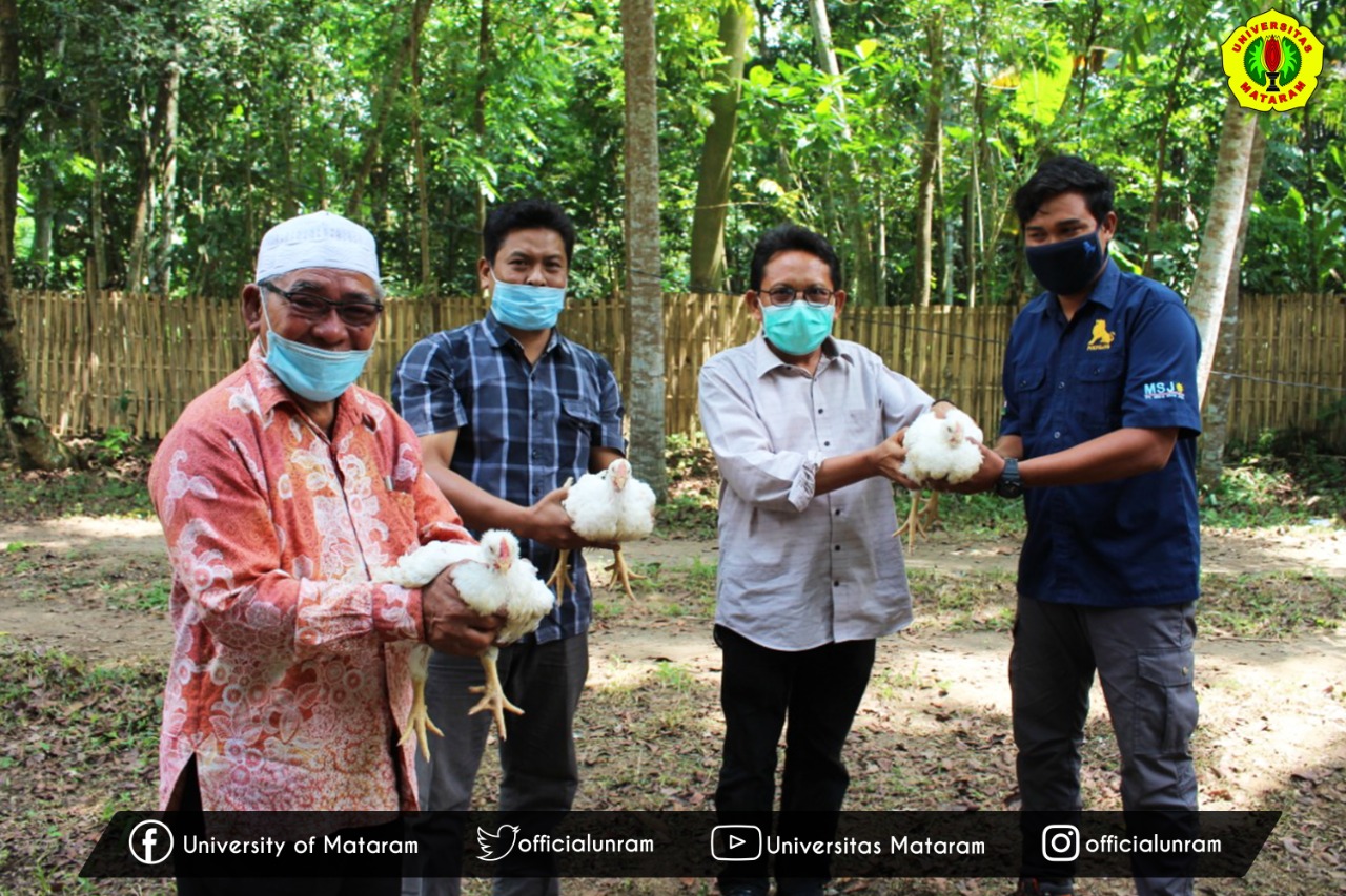 Unram Panen Perdana Ayam Potong